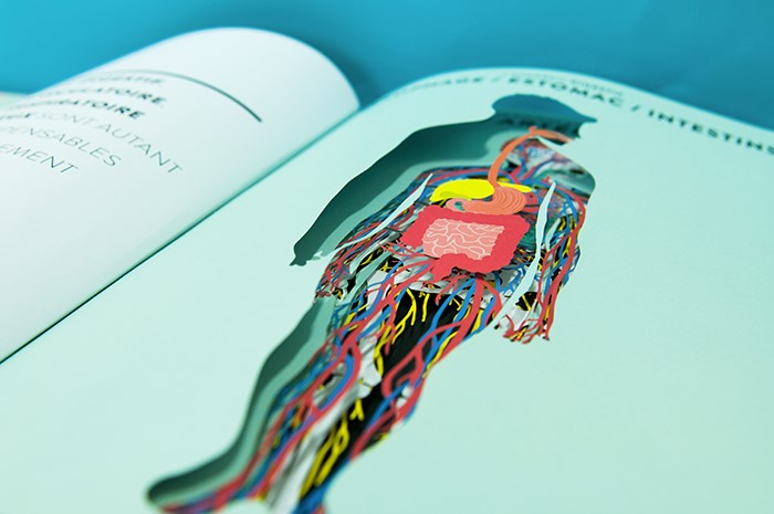 Anatomy
