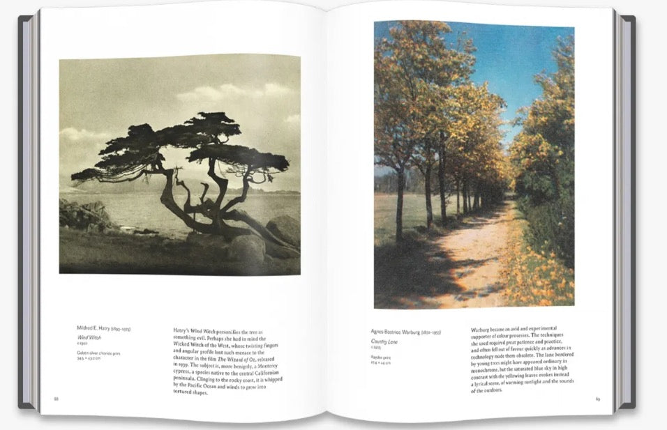 Into the Woods: Trees in Photography