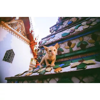 荒蕪的島嶼中長出寂寥的城市