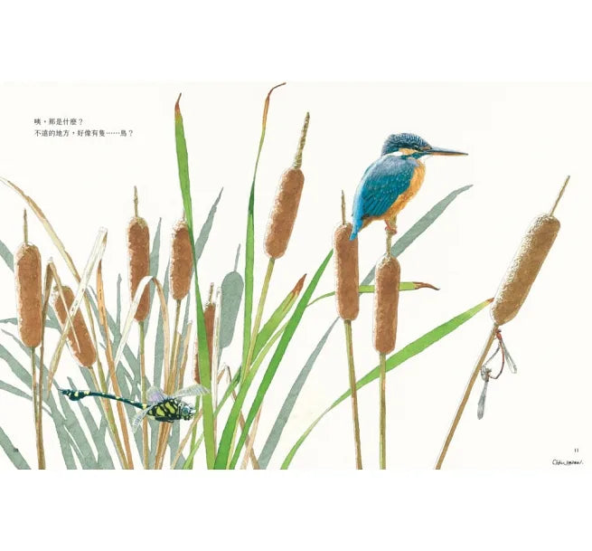 kingfisher