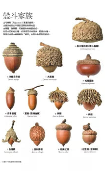 有趣到不可思議的樹木果實圖鑑:300種果實驚人的機能美和造形美,前所未有的鑑賞級寫真