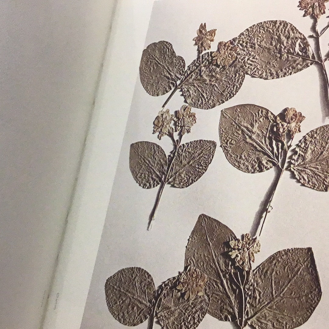 Leaves of Grass
