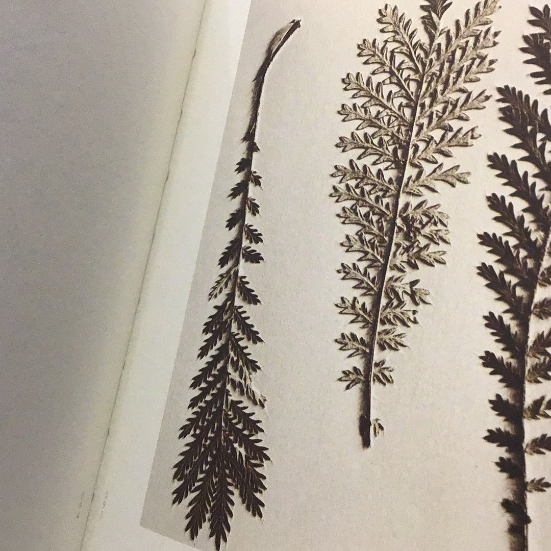 Leaves of Grass