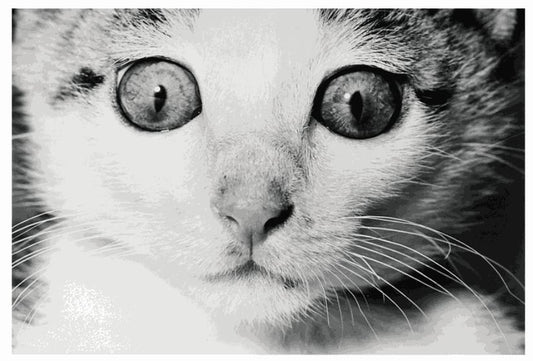 Cat Sasuke