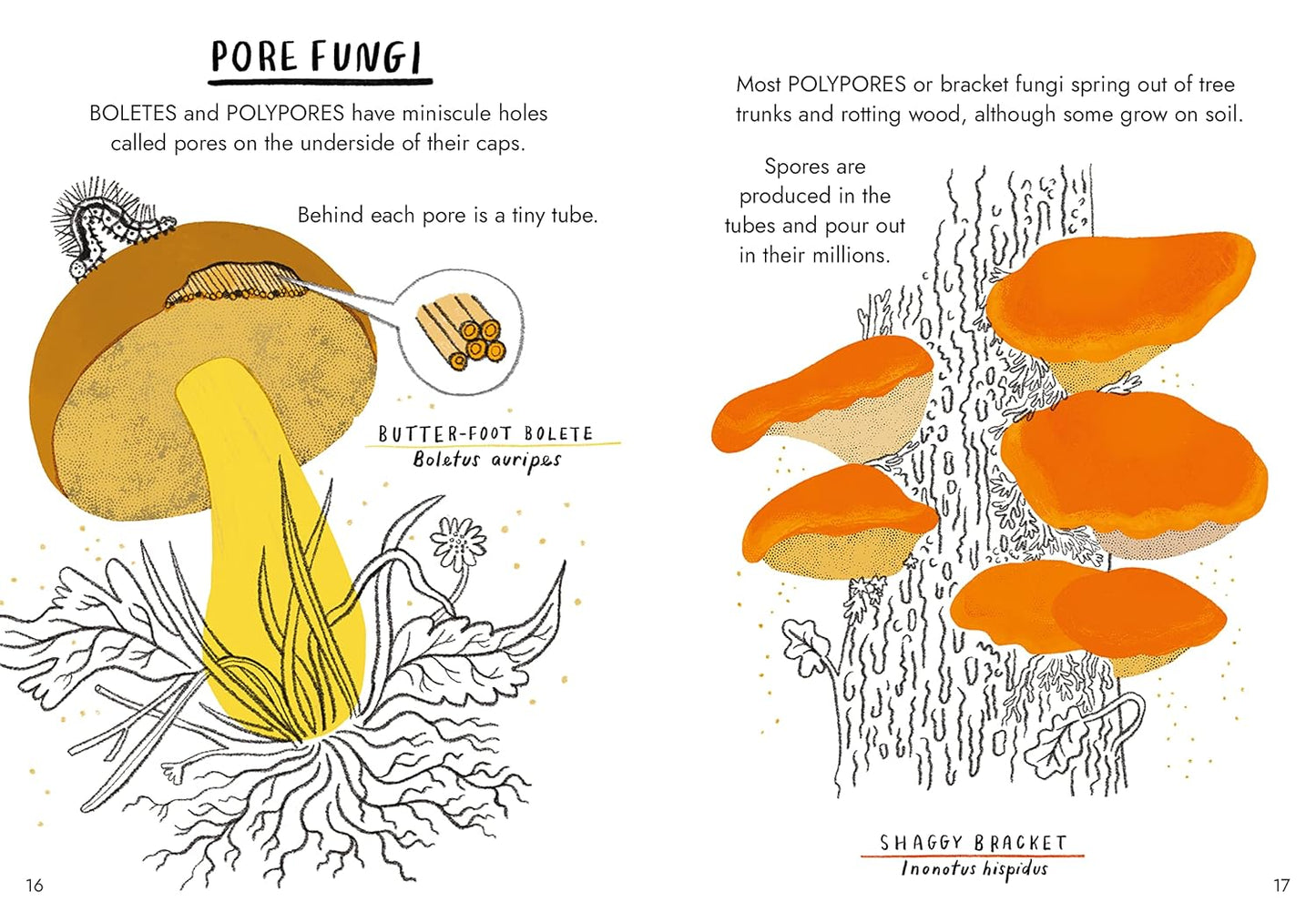 Hello Fungi : A little Guide to Nature