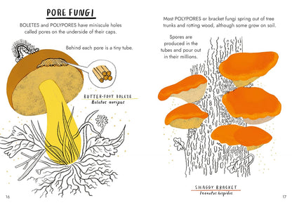 Hello Fungi : A little Guide to Nature