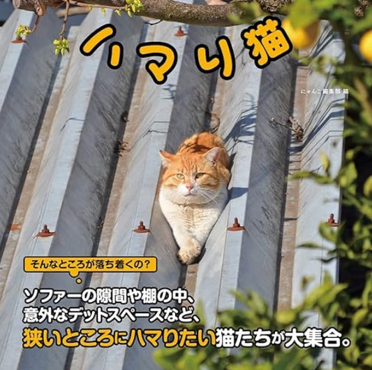 ハマり猫