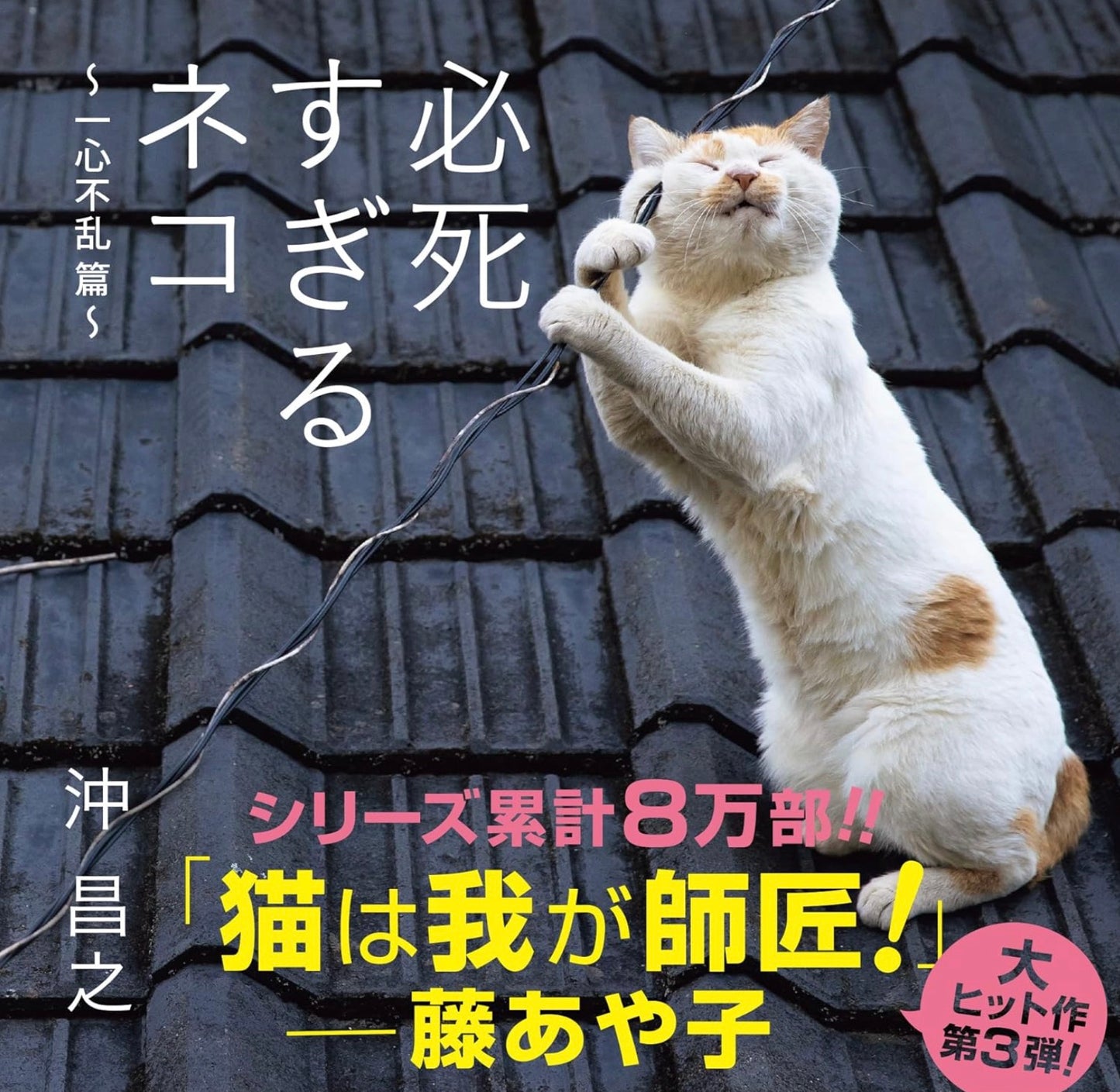 必死すぎるネコ ~ 一心不乱篇