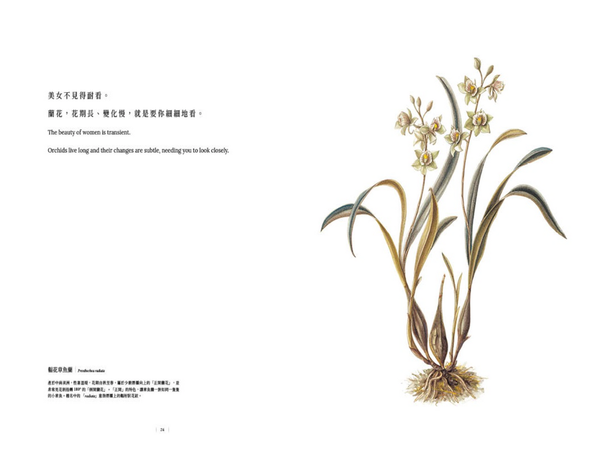 Orchid Whisper